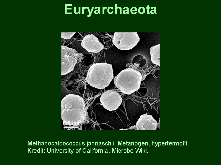 Euryarchaeota Methanocaldococcus jannaschii. Metanogen, hypertermofil. Kredit: University of California, Microbe Wiki. 