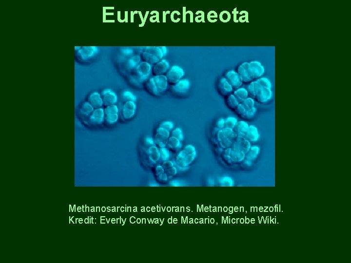 Euryarchaeota Methanosarcina acetivorans. Metanogen, mezofil. Kredit: Everly Conway de Macario, Microbe Wiki. 