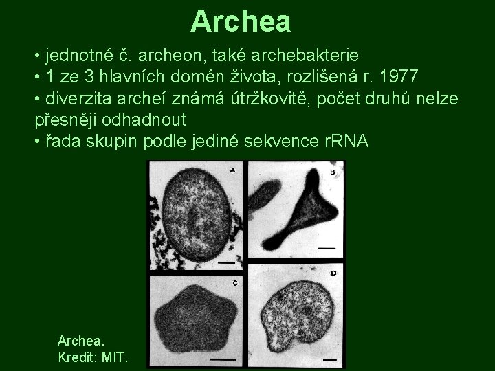 Archea • jednotné č. archeon, také archebakterie • 1 ze 3 hlavních domén života,