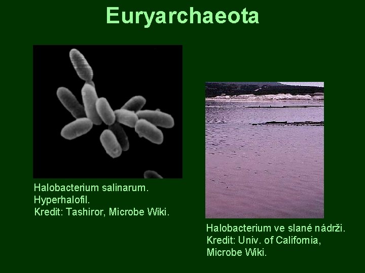 Euryarchaeota Halobacterium salinarum. Hyperhalofil. Kredit: Tashiror, Microbe Wiki. Halobacterium ve slané nádrži. Kredit: Univ.