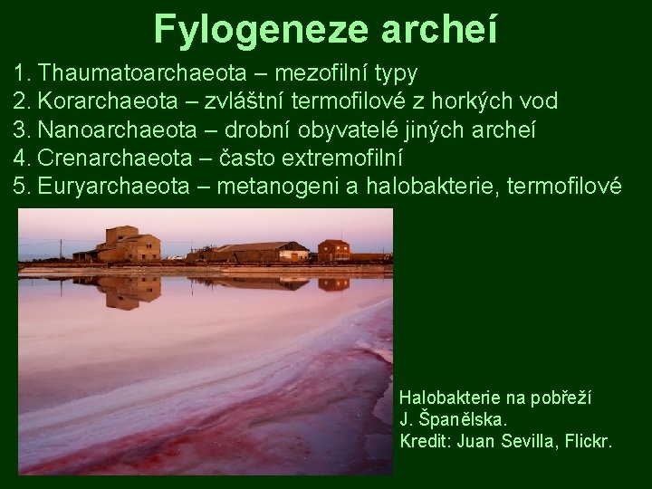 Fylogeneze archeí 1. Thaumatoarchaeota – mezofilní typy 2. Korarchaeota – zvláštní termofilové z horkých