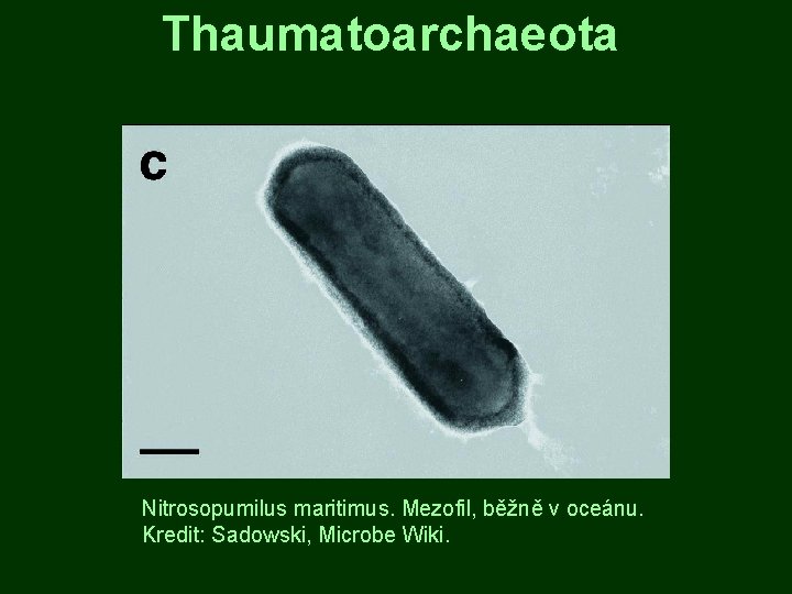 Thaumatoarchaeota Nitrosopumilus maritimus. Mezofil, běžně v oceánu. Kredit: Sadowski, Microbe Wiki. 