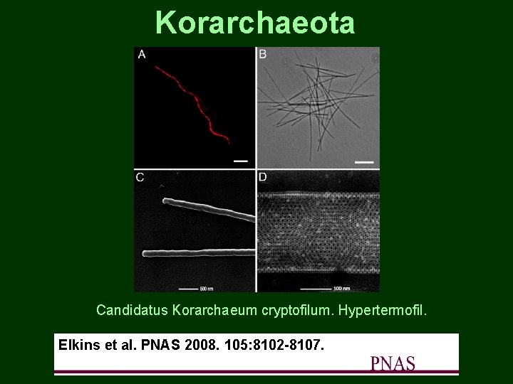 Korarchaeota Candidatus Korarchaeum cryptofilum. Hypertermofil. Elkins et al. PNAS 2008. 105: 8102 -8107. 