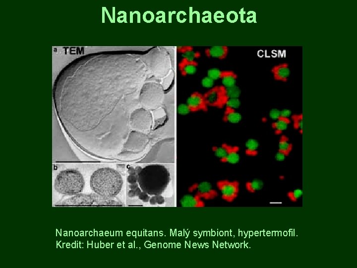 Nanoarchaeota Nanoarchaeum equitans. Malý symbiont, hypertermofil. Kredit: Huber et al. , Genome News Network.