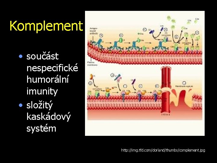 Komplement • součást nespecifické humorální imunity • složitý kaskádový systém http: //img. tfd. com/dorland/thumbs/complement.