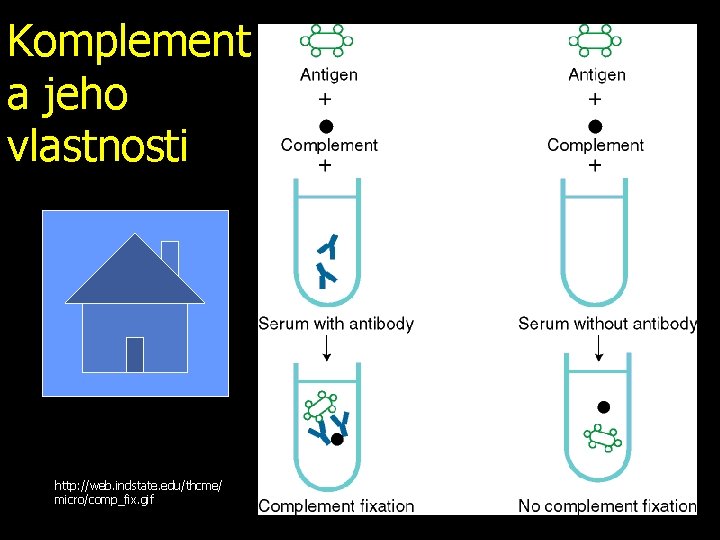 Komplement a jeho vlastnosti http: //web. indstate. edu/thcme/ micro/comp_fix. gif 