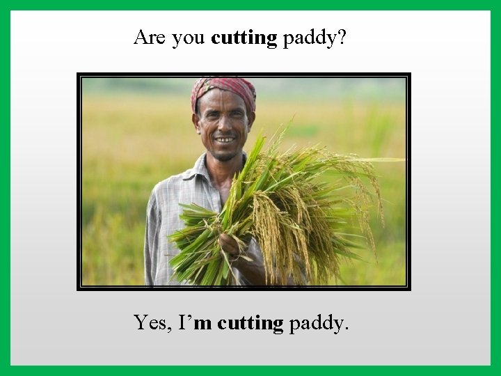 Are you cutting paddy? Yes, I’m cutting paddy. 