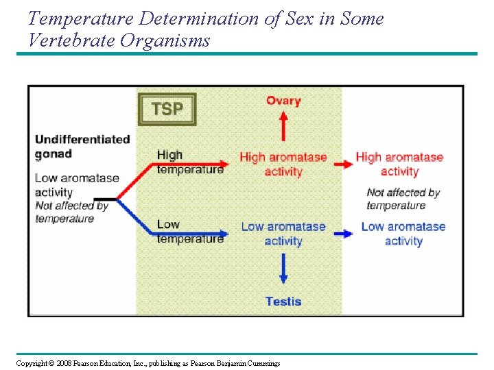 Temperature Determination of Sex in Some Vertebrate Organisms Copyright © 2008 Pearson Education, Inc.