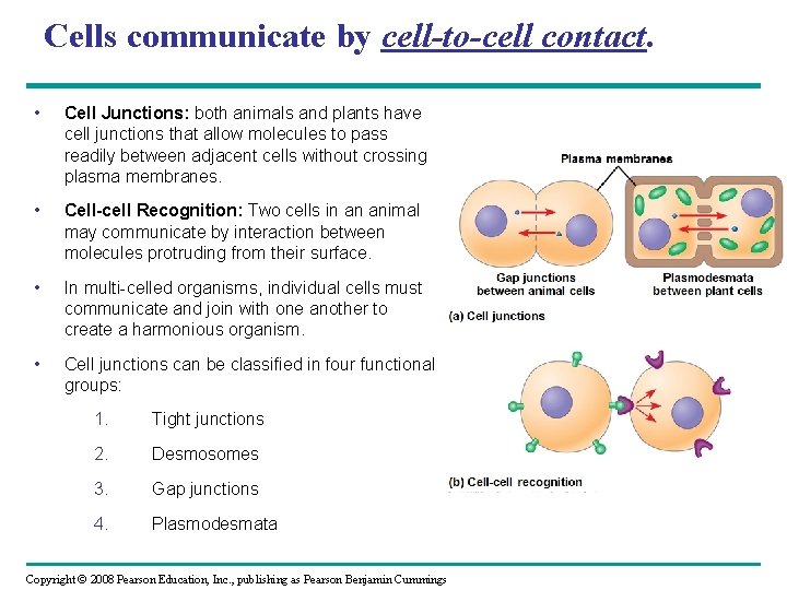 Cells communicate by cell-to-cell contact. • Cell Junctions: both animals and plants have cell