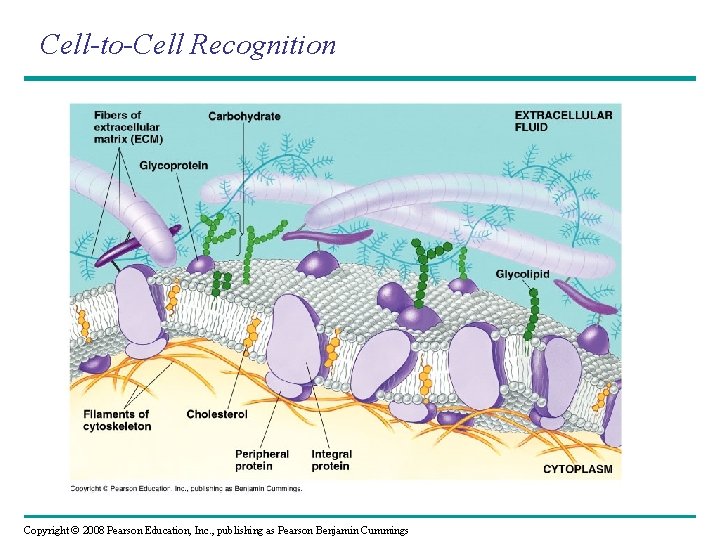 Cell-to-Cell Recognition Copyright © 2008 Pearson Education, Inc. , publishing as Pearson Benjamin Cummings