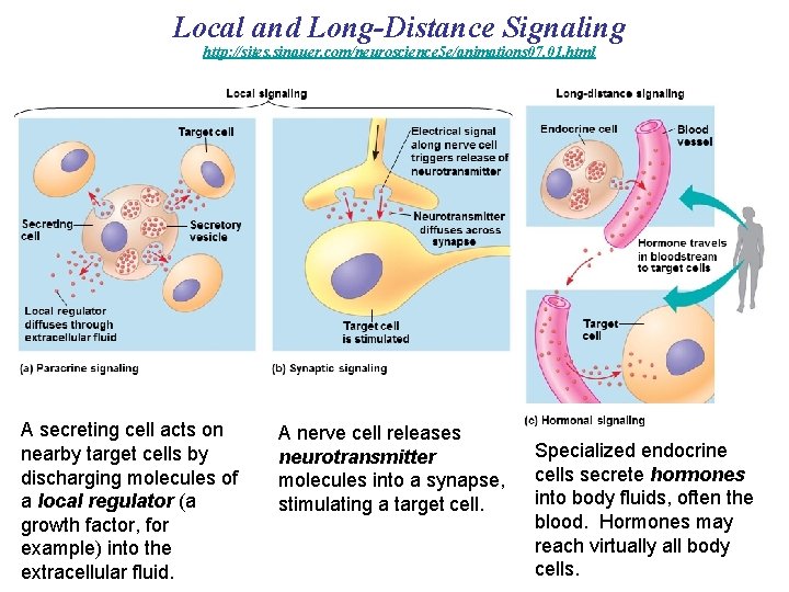 Local and Long-Distance Signaling http: //sites. sinauer. com/neuroscience 5 e/animations 07. 01. html A