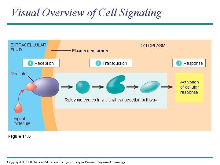 Visual Overview of Cell Signaling Copyright © 2008 Pearson Education, Inc. , publishing as