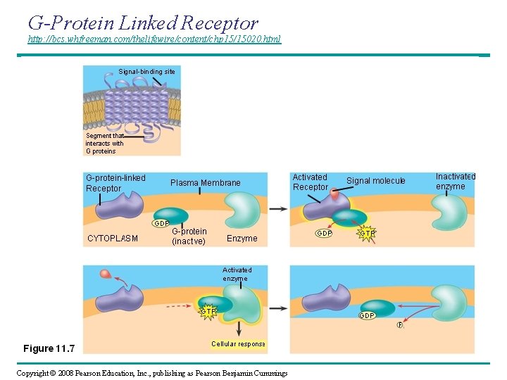 G-Protein Linked Receptor http: //bcs. whfreeman. com/thelifewire/content/chp 15/15020. html Copyright © 2008 Pearson Education,