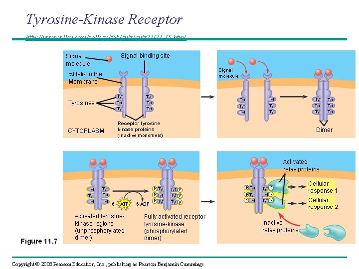 Tyrosine-Kinase Receptor http: //www. wiley. com/college/fob/quiz 21/21 -15. html Copyright © 2008 Pearson Education,