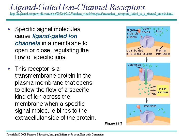 Ligand-Gated Ion-Channel Receptors http: //highered. mcgraw-hill. com/sites/0072495855/student_view 0/chapter 2/animation__receptors_linked_to_a_channel_protein. html • Specific signal molecules