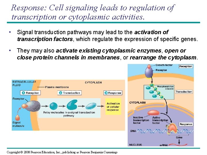 Response: Cell signaling leads to regulation of transcription or cytoplasmic activities. • Signal transduction