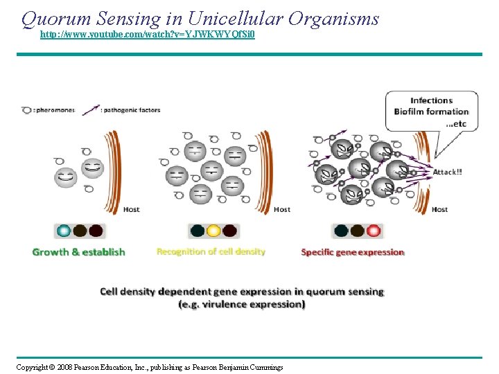 Quorum Sensing in Unicellular Organisms http: //www. youtube. com/watch? v=YJWKWYQf. Si 0 Copyright ©