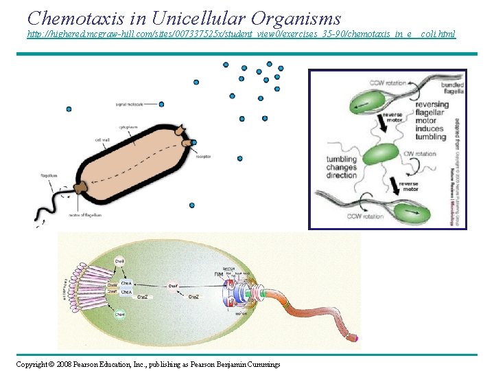 Chemotaxis in Unicellular Organisms http: //highered. mcgraw-hill. com/sites/007337525 x/student_view 0/exercises_35 -90/chemotaxis_in_e__coli. html Copyright ©