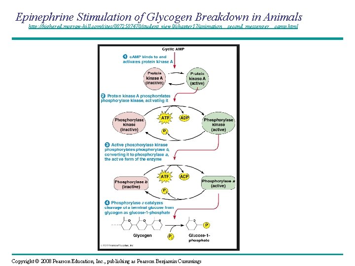 Epinephrine Stimulation of Glycogen Breakdown in Animals http: //highered. mcgraw-hill. com/sites/0072507470/student_view 0/chapter 17/animation__second_messenger__camp. html