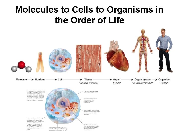 Molecules to Cells to Organisms in the Order of Life Molecules to Cells to Organisms in the Order of Life