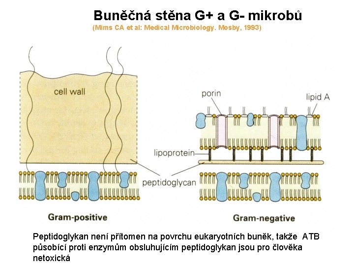 Buněčná stěna G+ a G- mikrobů (Mims CA et al: Medical Microbiology. Mosby, 1993)