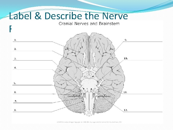 Label & Describe the Nerve Functions 