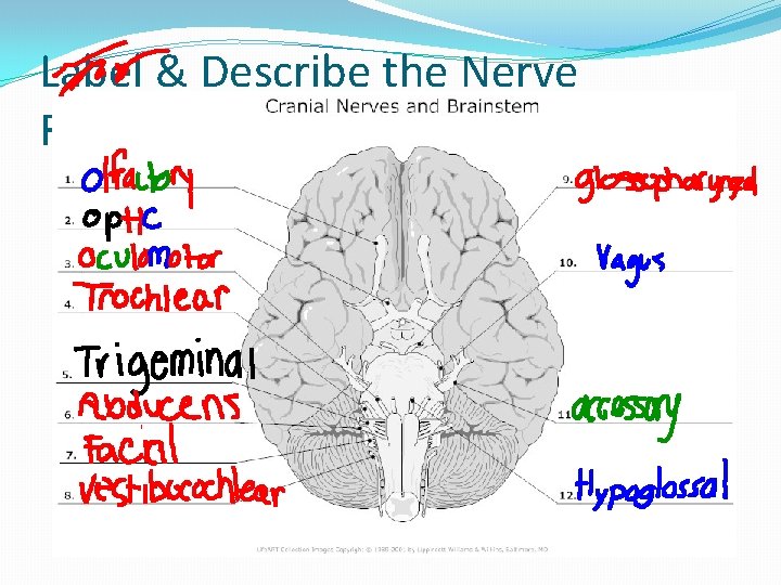 Label & Describe the Nerve Functions 