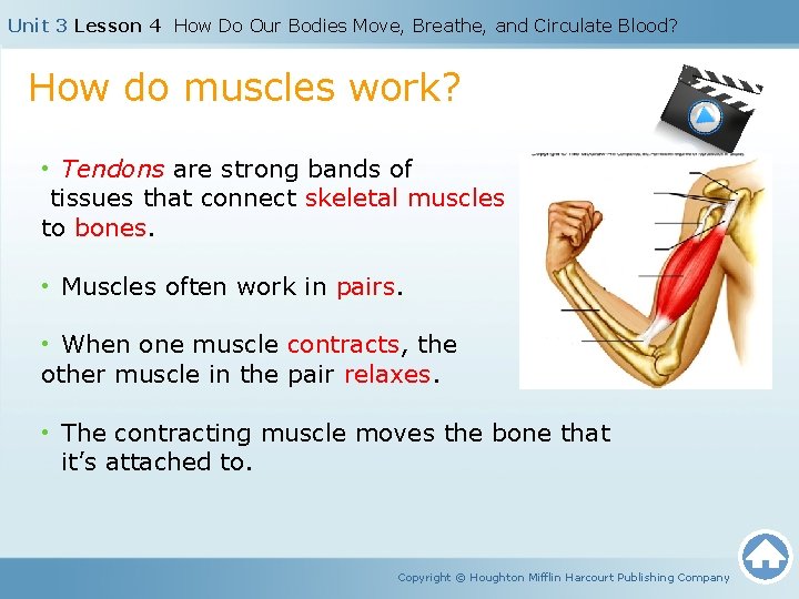 Unit 3 Lesson 4 How Do Our Bodies Move, Breathe, and Circulate Blood? How