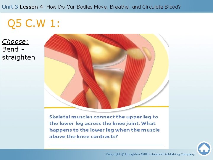 Unit 3 Lesson 4 How Do Our Bodies Move, Breathe, and Circulate Blood? Q
