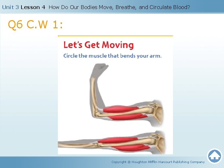 Unit 3 Lesson 4 How Do Our Bodies Move, Breathe, and Circulate Blood? Q