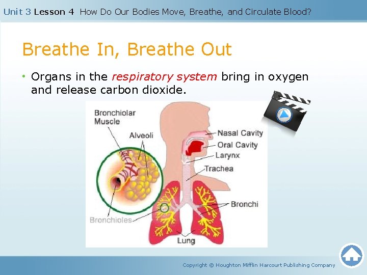 Unit 3 Lesson 4 How Do Our Bodies Move, Breathe, and Circulate Blood? Breathe