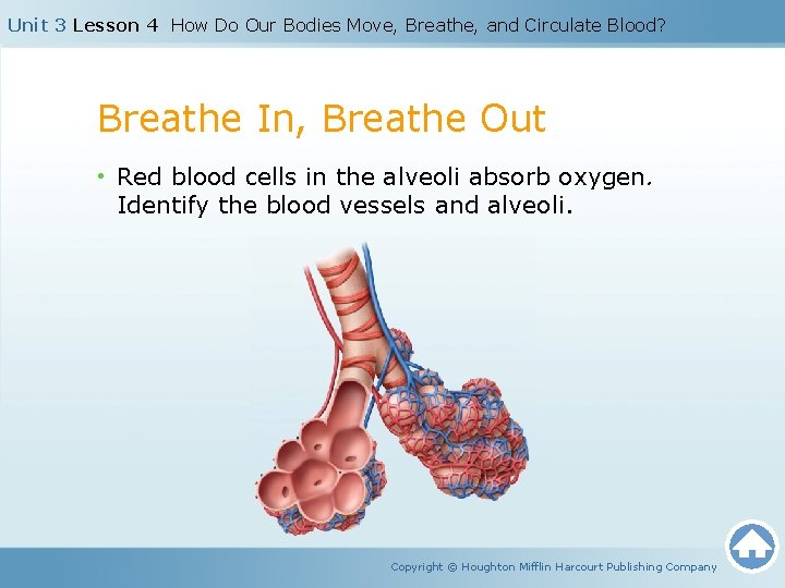 Unit 3 Lesson 4 How Do Our Bodies Move, Breathe, and Circulate Blood? Breathe