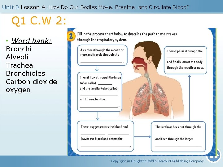 Unit 3 Lesson 4 How Do Our Bodies Move, Breathe, and Circulate Blood? Q