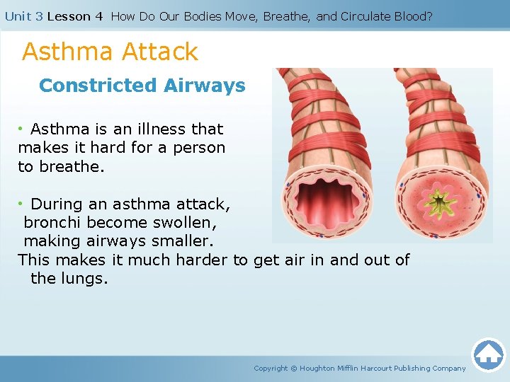 Unit 3 Lesson 4 How Do Our Bodies Move, Breathe, and Circulate Blood? Asthma