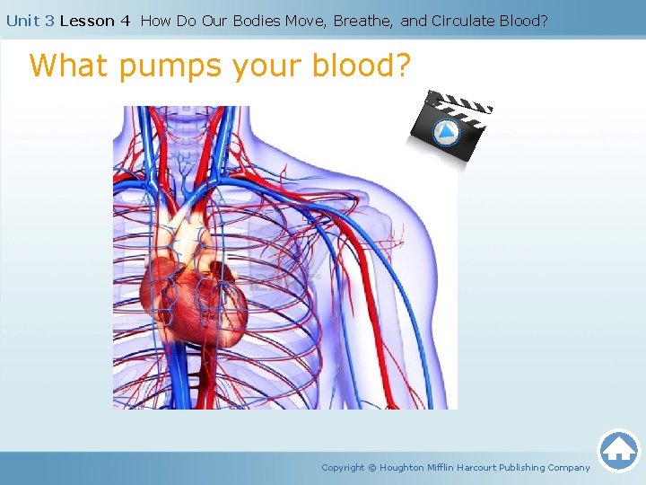 Unit 3 Lesson 4 How Do Our Bodies Move, Breathe, and Circulate Blood? What