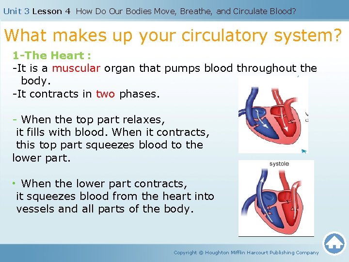 Unit 3 Lesson 4 How Do Our Bodies Move, Breathe, and Circulate Blood? What