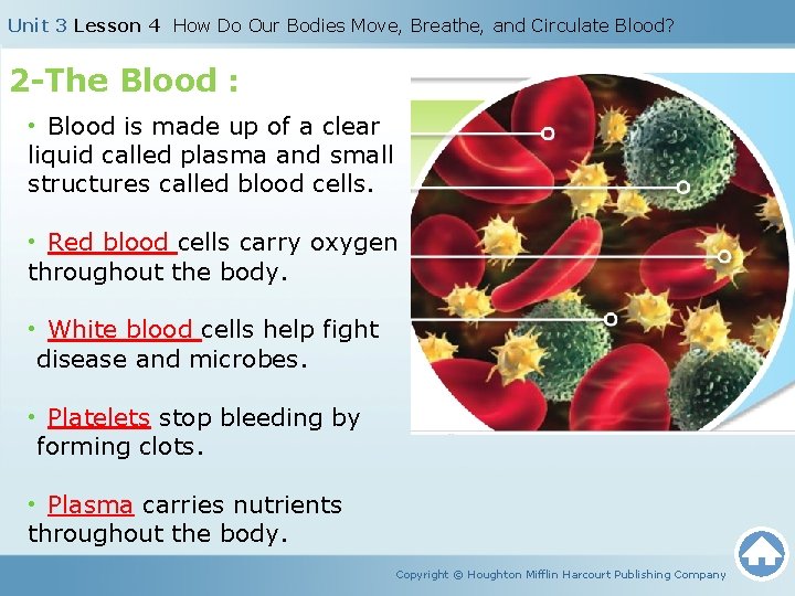 Unit 3 Lesson 4 How Do Our Bodies Move, Breathe, and Circulate Blood? 2