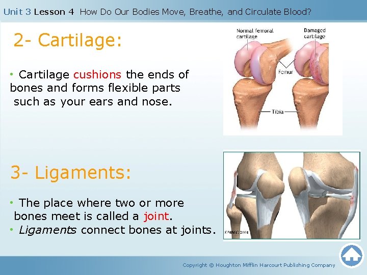 Unit 3 Lesson 4 How Do Our Bodies Move, Breathe, and Circulate Blood? 2