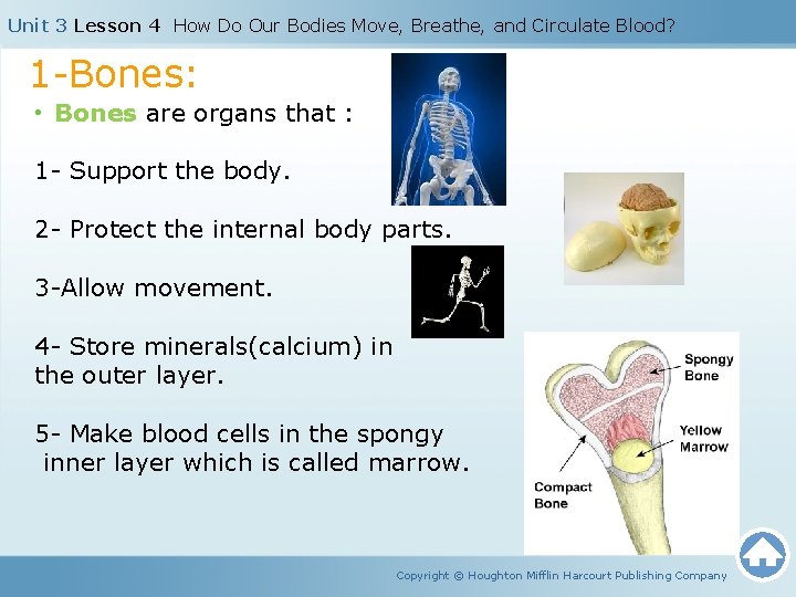 Unit 3 Lesson 4 How Do Our Bodies Move, Breathe, and Circulate Blood? 1