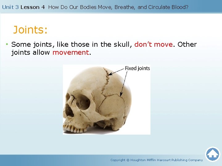 Unit 3 Lesson 4 How Do Our Bodies Move, Breathe, and Circulate Blood? Joints: