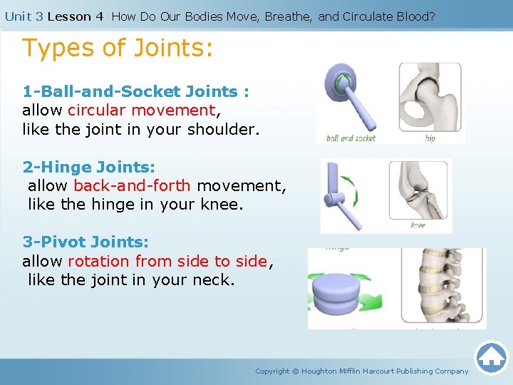 Unit 3 Lesson 4 How Do Our Bodies Move, Breathe, and Circulate Blood? Types