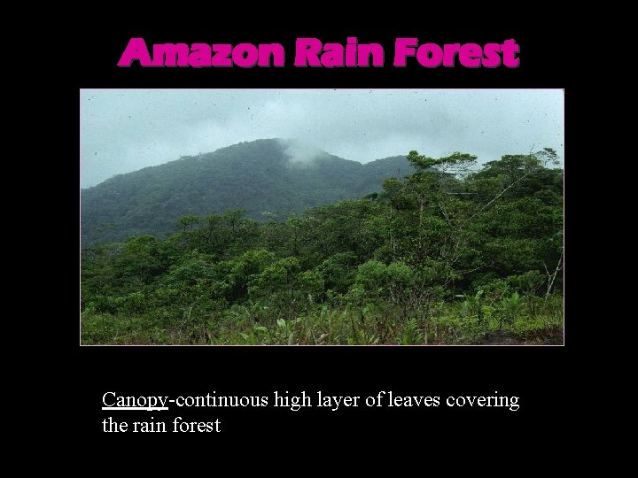 Amazon Rain Forest Canopy-continuous high layer of leaves covering the rain forest 