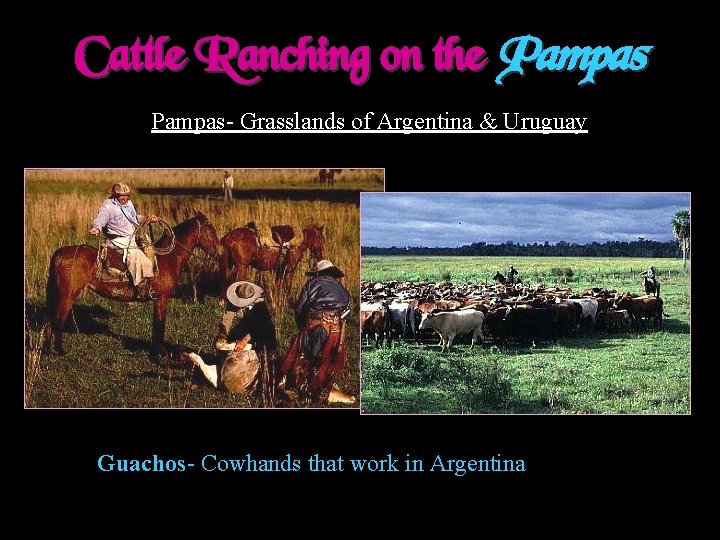 Cattle Ranching on the Pampas- Grasslands of Argentina & Uruguay Guachos- Cowhands that work