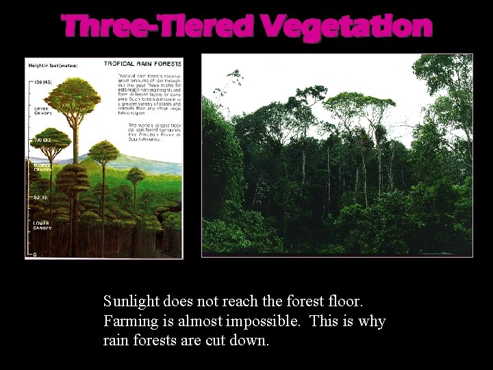 Three-Tiered Vegetation Sunlight does not reach the forest floor. Farming is almost impossible. This