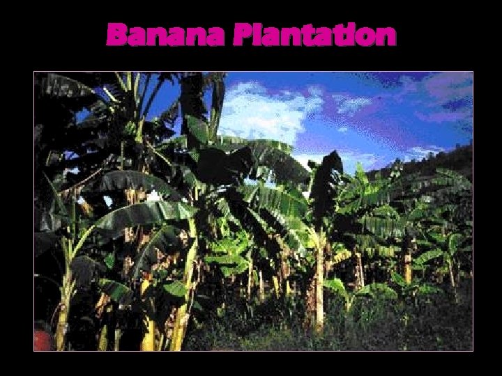 Banana Plantation 