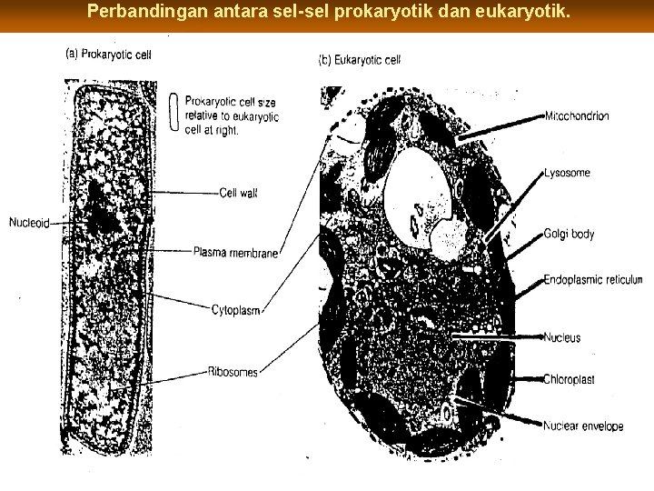 Perbandingan antara sel-sel prokaryotik dan eukaryotik. 