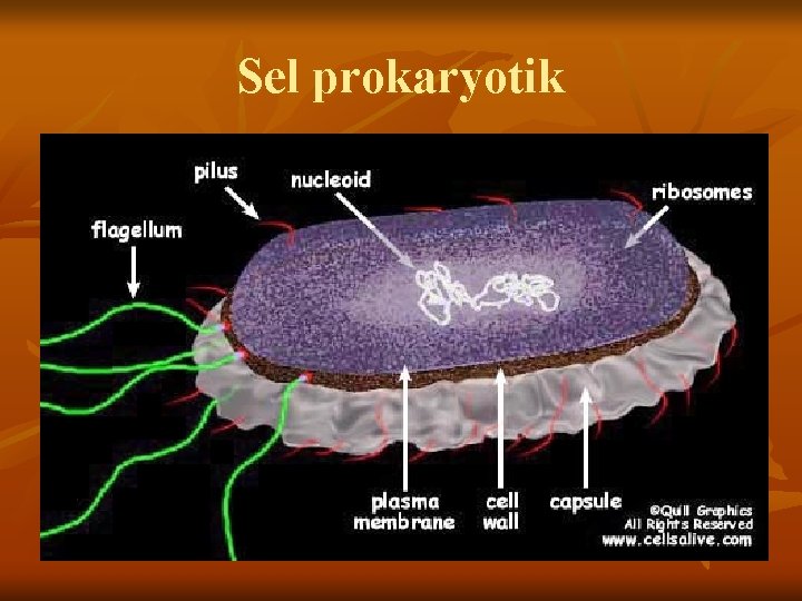Sel prokaryotik 