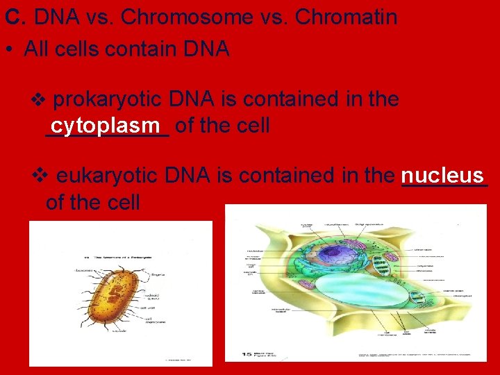 C. DNA vs. Chromosome vs. Chromatin • All cells contain DNA v prokaryotic DNA