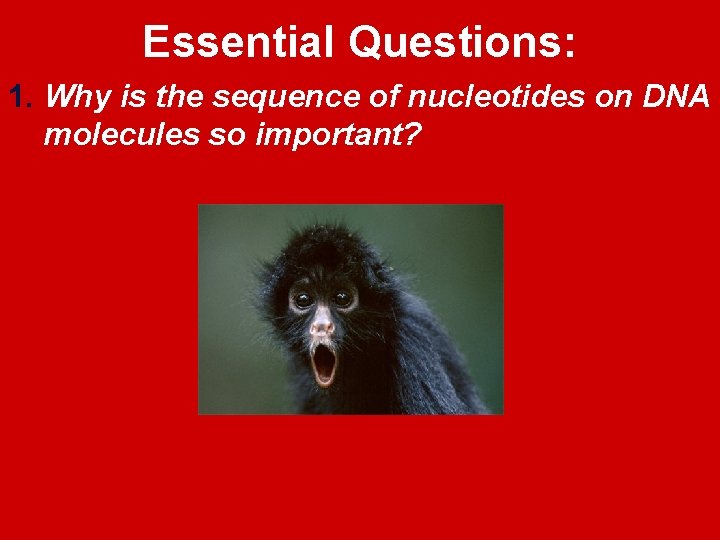 Essential Questions: 1. Why is the sequence of nucleotides on DNA molecules so important?