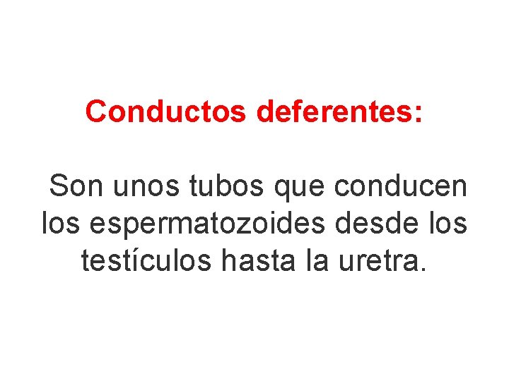 Conductos deferentes: Son unos tubos que conducen los espermatozoides desde los testículos hasta la